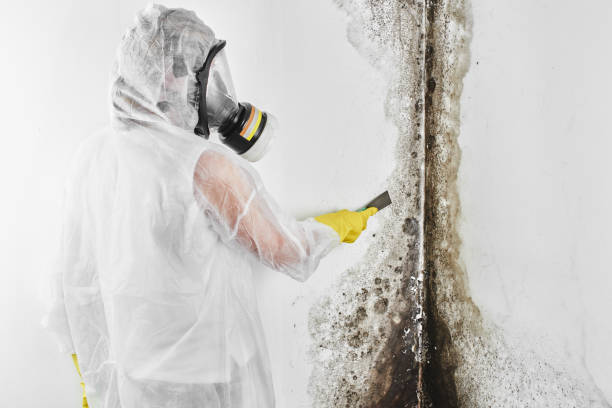 Best Toxic Mold Removal  in Treasure Island, FL