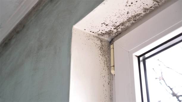 Best Mold Damage Repair  in Treasure Island, FL