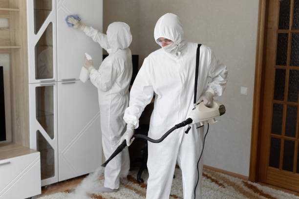 Mold Removal Process in Treasure Island, FL