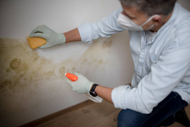 Best Commercial Mold Removal  in Treasure Island, FL