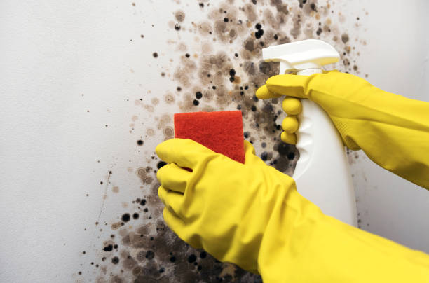 Best Attic Mold Removal  in Treasure Island, FL