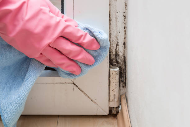 Certified Mold Removal in Treasure Island, FL
